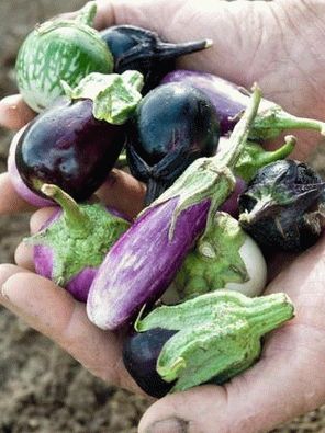 Photo - Mini Aubergine