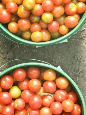 Photo - Tomates Cerises