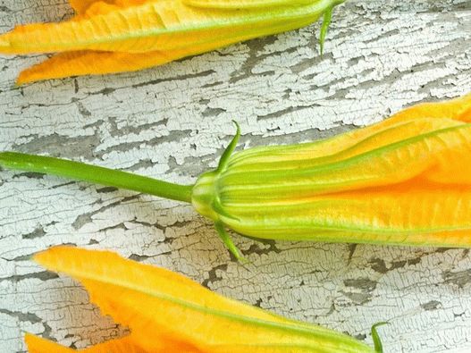 Photo - Fleurs de courgettes