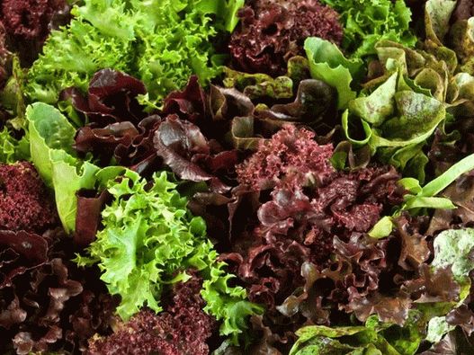 Photo - Salade verte